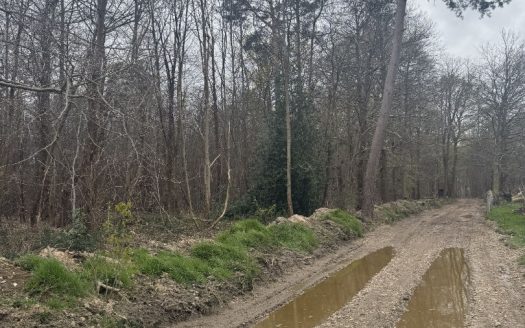 Terrain Boisé – 10 Hectares